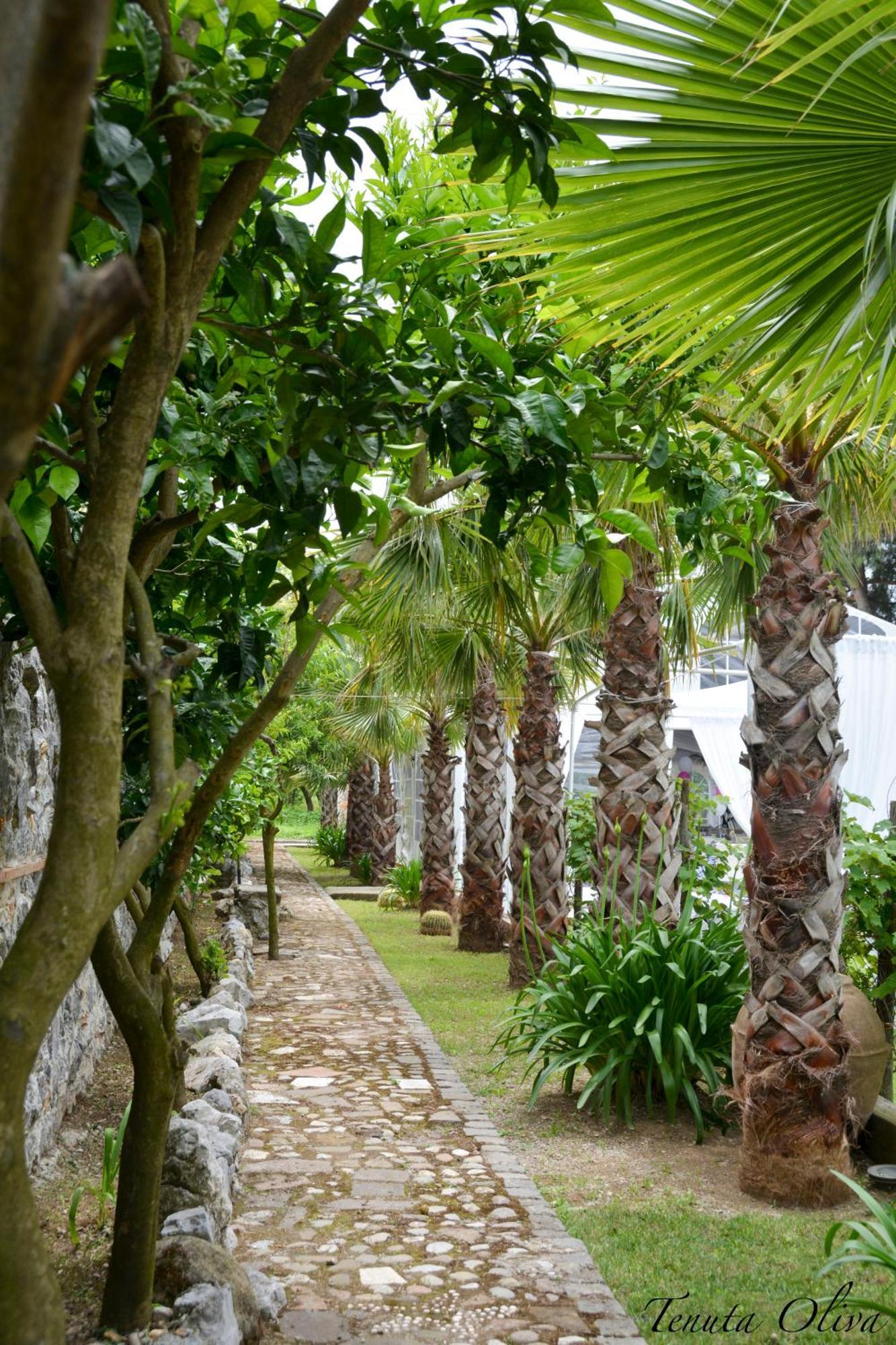 Tenuta Oliva Fisciano Exterior photo